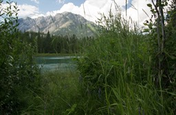 Along the Bow River in Banff